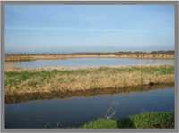 shapwick heath nature reserve